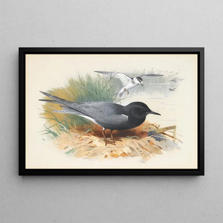 Archibald Thorburn - Black Tern Great Shearwater.webp