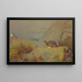 Archibald Thorburn - Study for Grouse on the Moor.webp