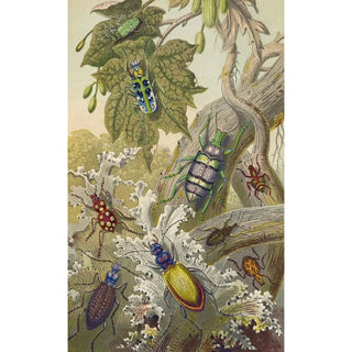 Barret And Sons - British Bees And Their Foreign Relatives.webp