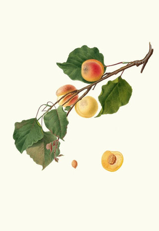 Giorgio Gallesio - Albicocca Alessandrina a Mandorla Amara Armeniaca Alexandrina Apricot.webp