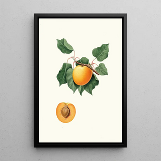 Giorgio Gallesio - Albicocca di Germania Vulgaris Germanica.webp