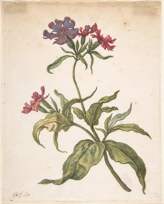Herman Saftleven - Study of a red catchfly Lychnis hirsuta.webp
