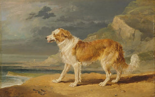 James Ward - RoughCoated Collie.webp