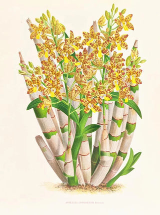 Jean Jules Linden - Ansellia congoensis.webp