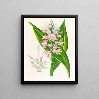 Jean Jules Linden - Calanthe Masuca.webp