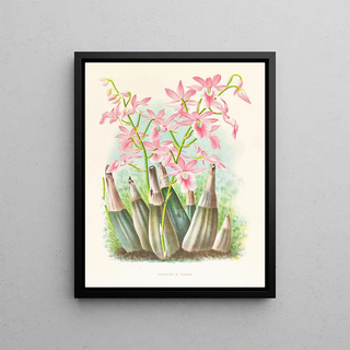 Jean Jules Linden - Calanthe veitchi.webp