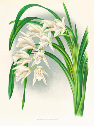 Jean Jules Linden - Cymbidium mastersi.webp