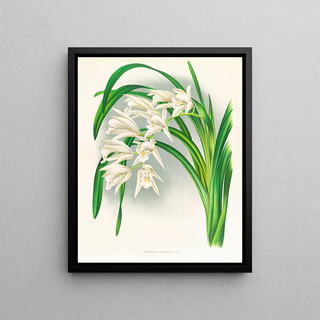 Jean Jules Linden - Cymbidium mastersi.webp