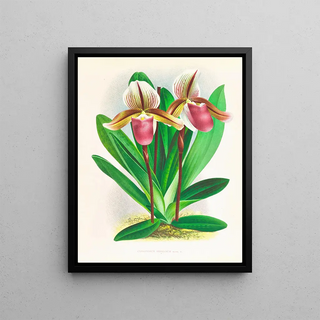 Jean Jules Linden - Cypripedium orphanum.webp