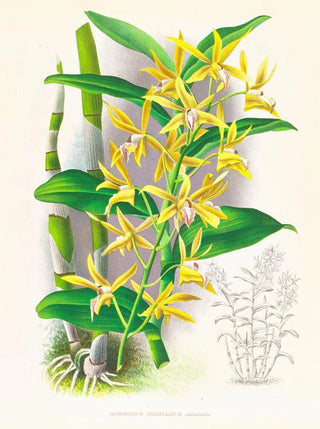 Jean Jules Linden - Dendrobium mirbelianum.webp