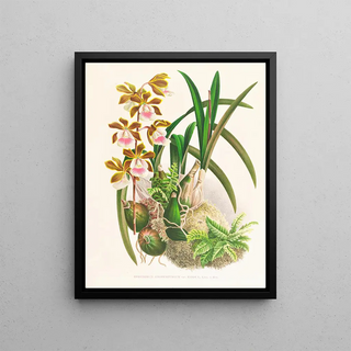 Jean Jules Linden - Epidendrum atropurpureum.webp