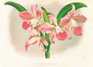 Jean Jules Linden - Laella elegans var houtteana.webp