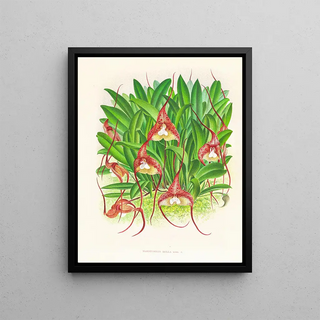 Jean Jules Linden - Masdevallia bella.webp