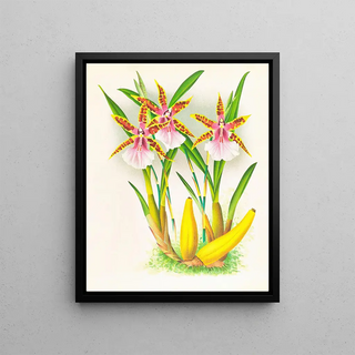 Jean Jules Linden - Miltonia blunti.webp