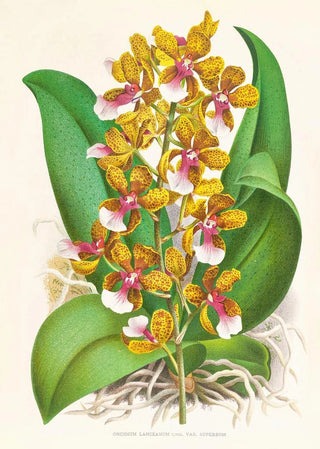 Jean Jules Linden - Oncidium Lannceanum.webp