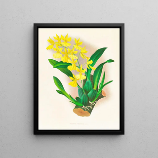 Jean Jules Linden - Oncidium concolor.webp