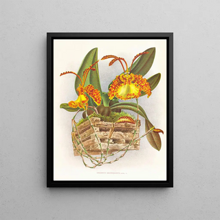 Jean Jules Linden - Oncidium kramerianum.webp