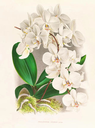 Jean Jules Linden - Phalaenopsis amabilis.webp