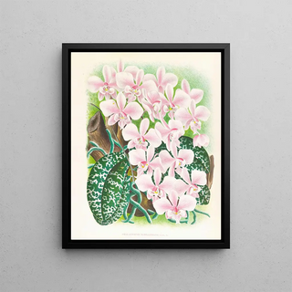 Jean Jules Linden - Phalaenopsis schilleriana.webp