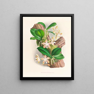 Jean Jules Linden - Phalaenopsis sumatrana.webp