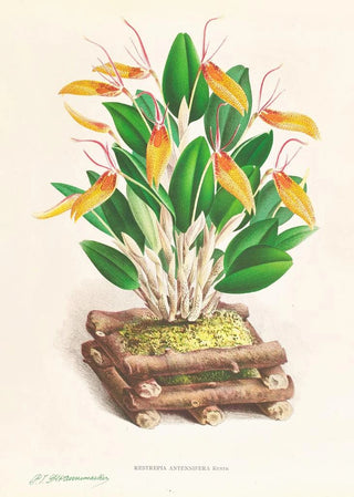 Jean Jules Linden - Restrepia antennifera.webp