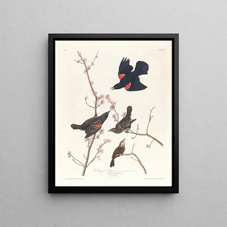 John James Audubon - Redwinged starling.webp