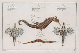 Marcus Elieser Bloch - 1 2 Pegasus Draconis The Sea Dragon 3 Syngnathus Hippocampus The SeaHorse.webp