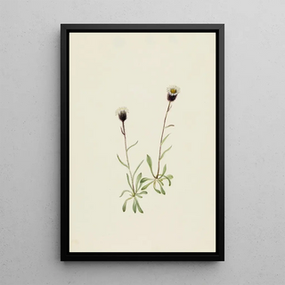 Mary Vaux Walcott - Aleutian Fleabane.webp