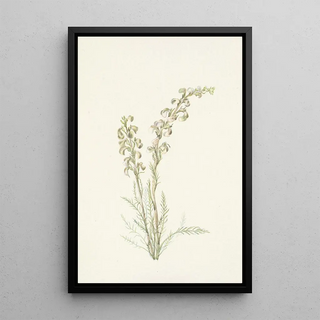 Mary Vaux Walcott - Alpine Femleaf Pedicularis contorta.webp