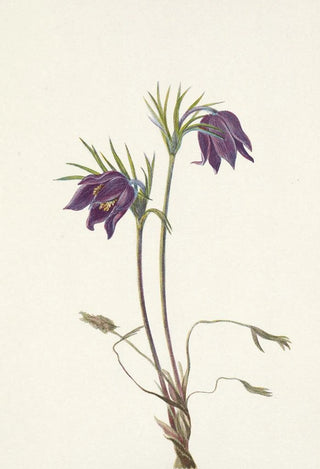 Mary Vaux Walcott - American Pasqueflower flower Pulsatilla ludoviciana.webp