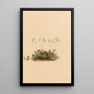 Mary Vaux Walcott - American Twinflower Linnaea borealis americana.webp