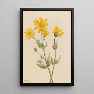 Mary Vaux Walcott - Arnica Arnica latifolia.webp