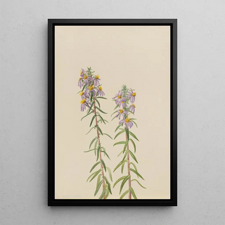 Mary Vaux Walcott - Aster Aster hirariifolius.webp