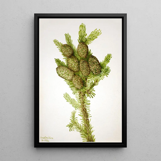 Mary Vaux Walcott - Balsam Fir Albies fraseri.webp