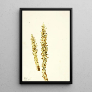 Mary Vaux Walcott - Bear Corn Conopholis americana.webp