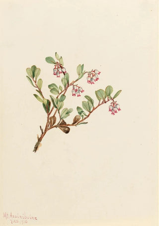 Mary Vaux Walcott - Bearberry Arctostaphylos uvaursi.webp
