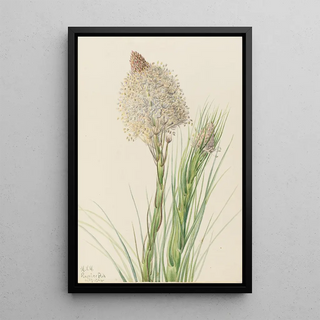 Mary Vaux Walcott - Beargrass Xerophyllum tenax.webp