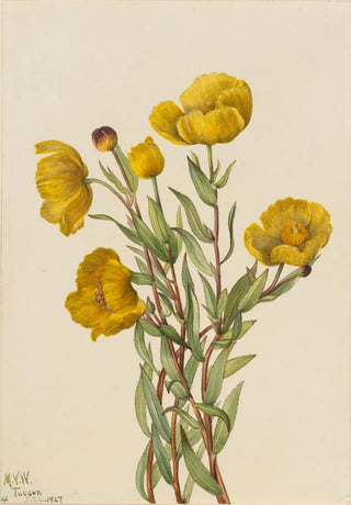 Mary Vaux Walcott - Bushpoppy Dendromecon rigidum.webp