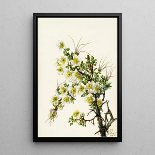 Mary Vaux Walcott - Cliffrose Cowania stanshuriana.webp