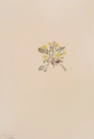 Mary Vaux Walcott - Crepis Elegans.webp