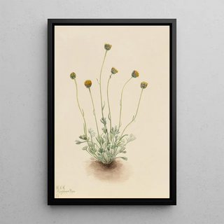 Mary Vaux Walcott - Cut Leaf Fleabane Erigeron compositus nudus.webp