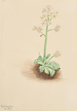 Mary Vaux Walcott - Early Saxifrage Saxifraga virginiensis.webp