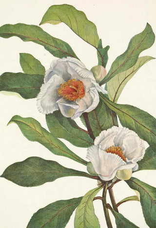 Mary Vaux Walcott - Franklinia Pranklinia alatamaha.webp