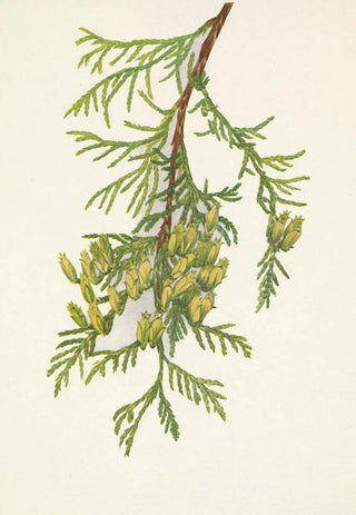 Mary Vaux Walcott - Giant Arborvitae Thuja plicata.webp