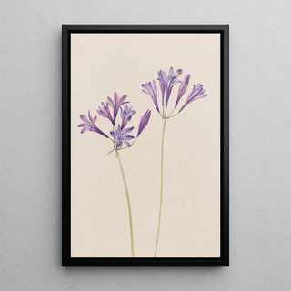 Mary Vaux Walcott - Grass Nut Brodiaea laxa.webp