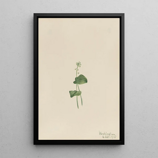 Mary Vaux Walcott - Green Adders Mouth Malaxis unifolia.webp