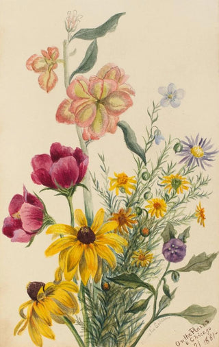 Mary Vaux Walcott - Group of Flowers.webp