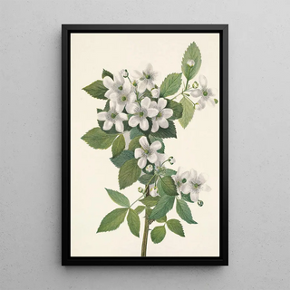 Mary Vaux Walcott - Highbush Blackberry Rubus argutus.webp