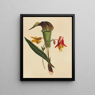 Mary Vaux Walcott - Jack in the Pulpit.webp