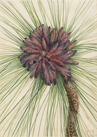 Mary Vaux Walcott - Longleaf Pine Pinus palustris.webp